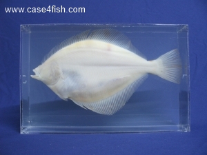 Foto Galerie/Pleuronectiformes/Limanda limanda/Limanda limanda_02_S.jpg